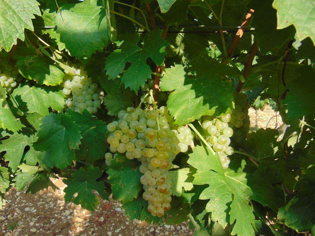 Agriturismo Circugnano Grassina Værelse billede