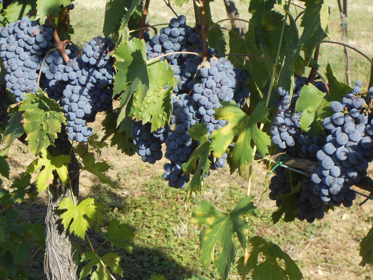 Agriturismo Circugnano Grassina Eksteriør billede